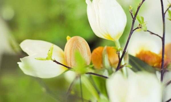 Can-we-preserve-biodiversity-1200x600