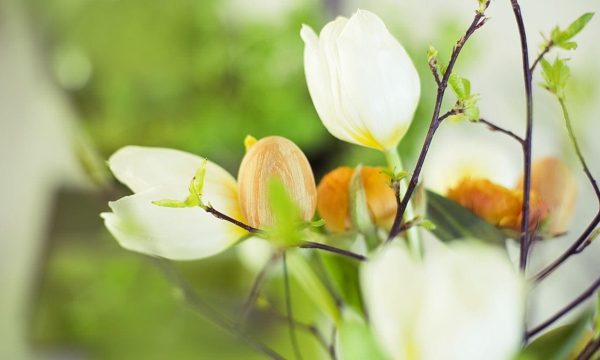 voiko-tuotteen-valinnalla-vaikuttaa-luonnon-monimuotoisuuden-sailymiseen